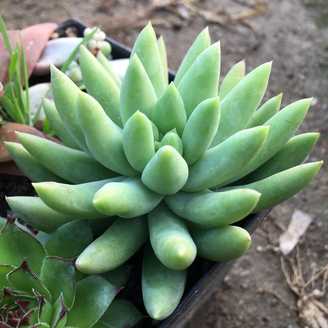 玉珠莲千佛手多肉植物盆栽花卉防辐射新手肉肉绿植特价