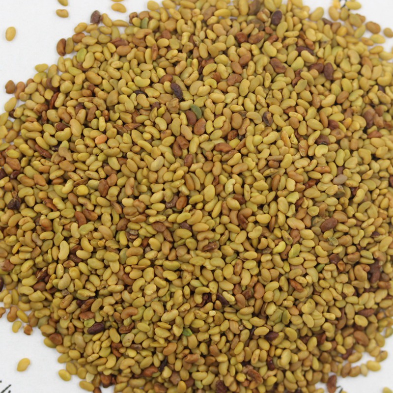 供应紫花苜蓿种子 优质草坪种子 紫花苜蓿种子低价直销 质量无忧