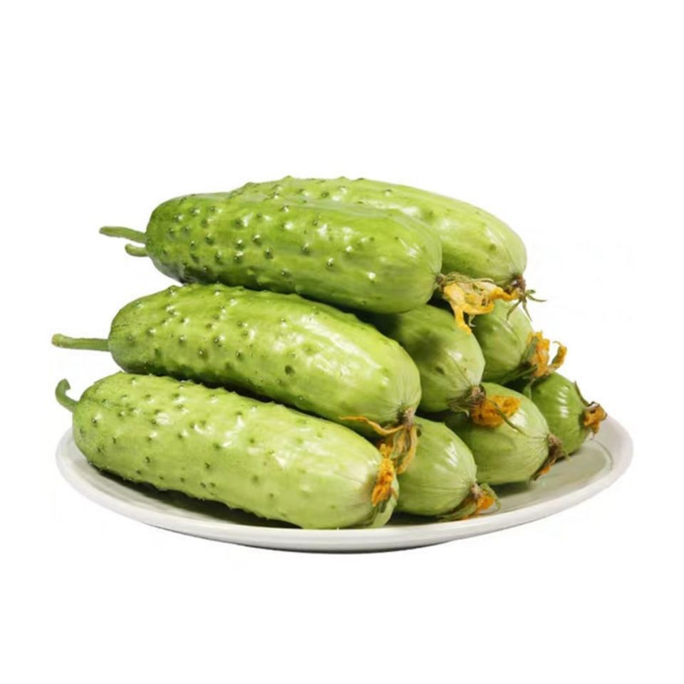 5斤顺丰起发 东北旱黄瓜农家自种新鲜现摘蔬菜孕妇生吃脆嫩水果