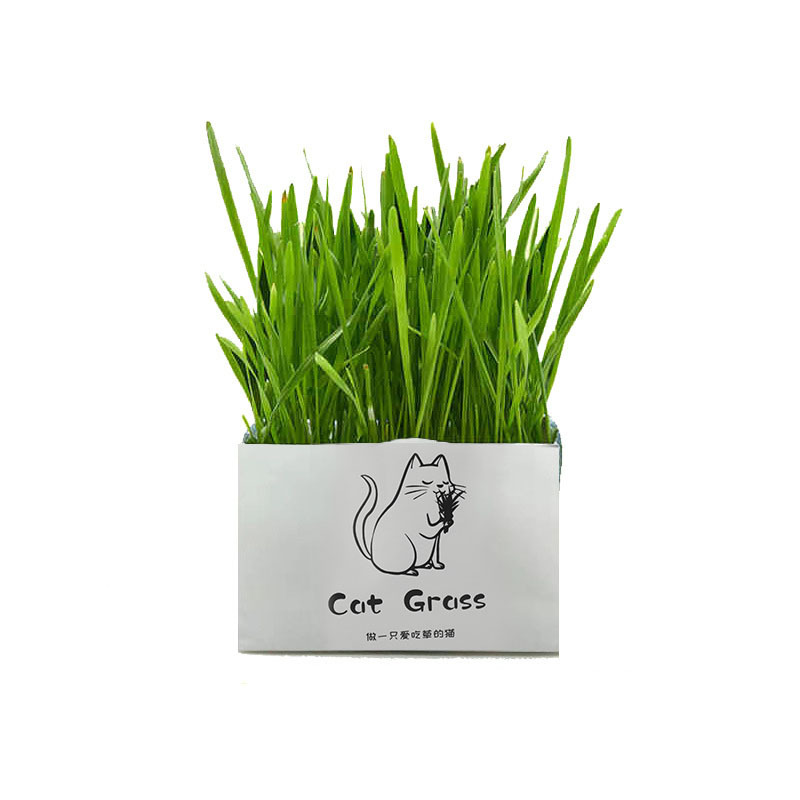 Factory in Stock Soilless Organic Cat Grass Cleaning Oral Depilation Ball Cat Grass Cultivation Set Cat-Related Products Wholesale