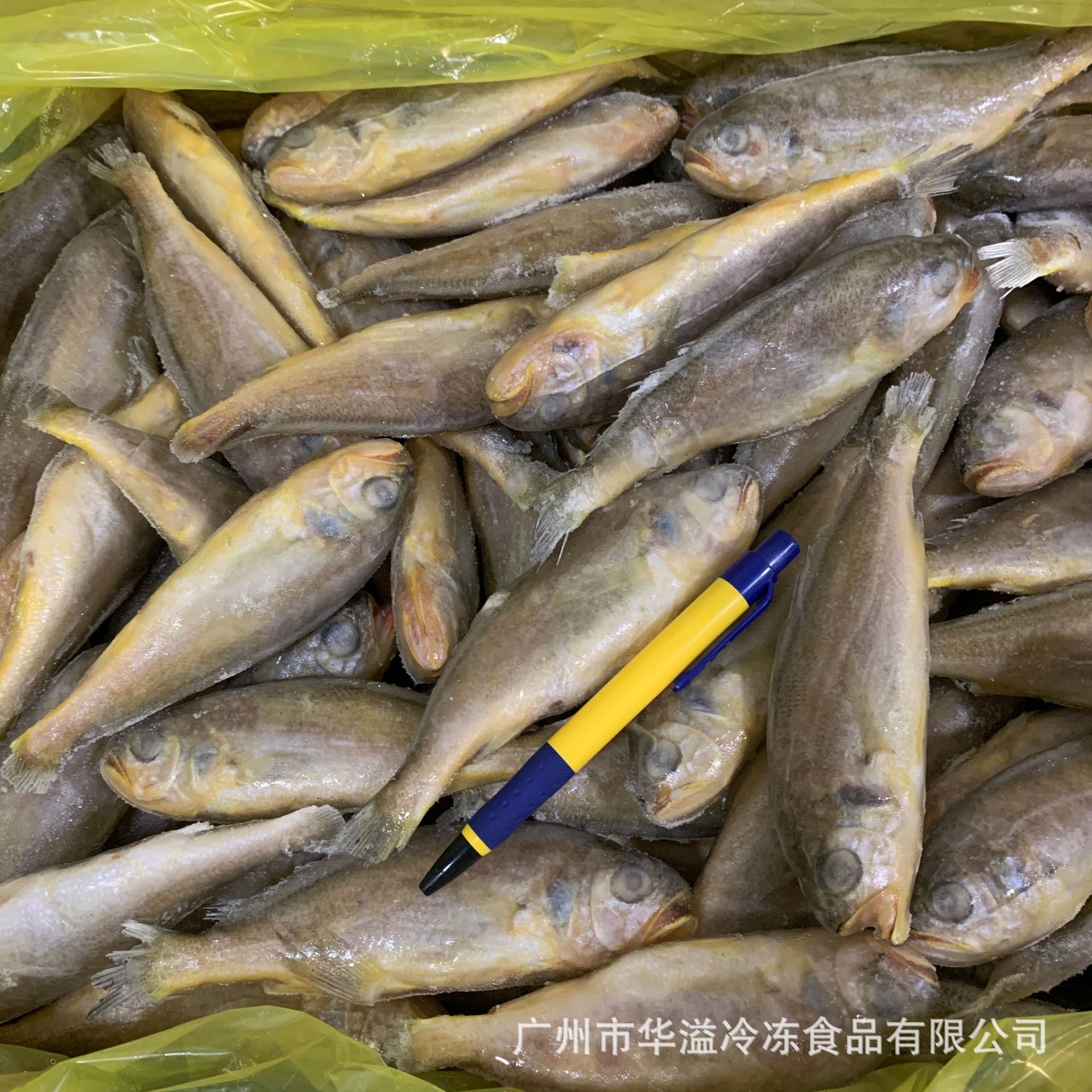 冷冻小黄鱼 黄花鱼 15斤/件 广州批发冷冻黄鱼黄花鱼冷冻小黄花鱼