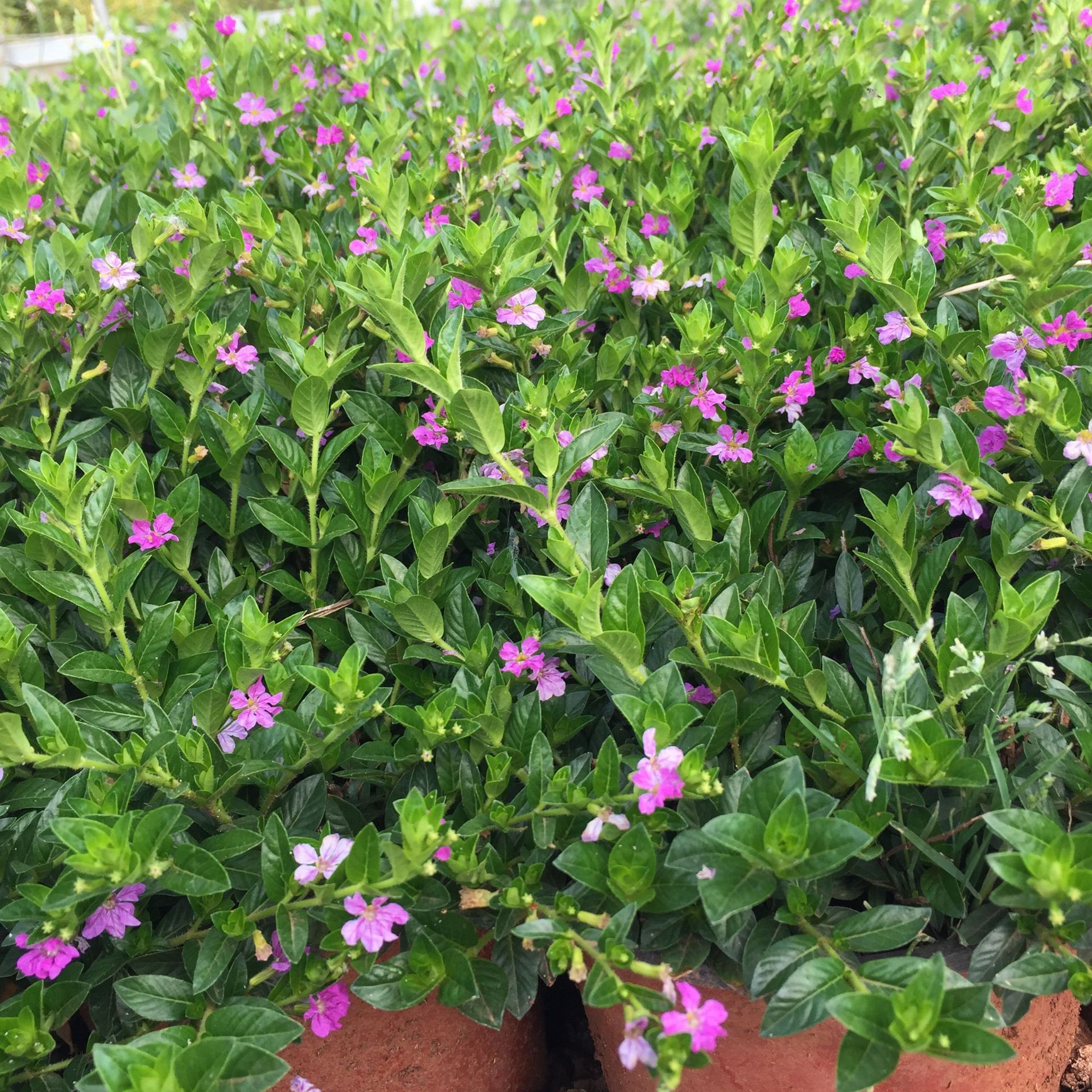 满天星 雪茄花 观花植物四季开花不断 带花苞 云南基地直销