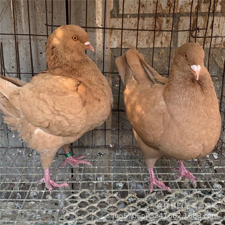 中国红元宝鸽价格 纯种特大元宝鸽现货直销 青年元宝鸽多少钱一对