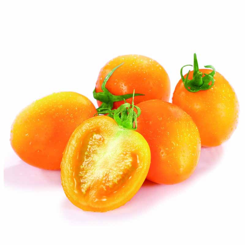 牛奶黄番茄种子 蔬菜种子黄圣女果西红柿种子 樱桃番茄种籽