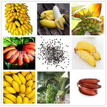 野生东北黄姑娘果种子甜姑娘灯笼果种籽四季春秋阳台盆栽水果种孑