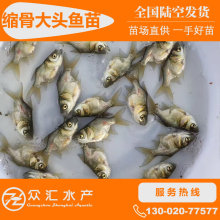 缩骨大头鱼苗 缩骨鳙鱼苗  缩骨鱼苗 淡水养殖鱼苗批发