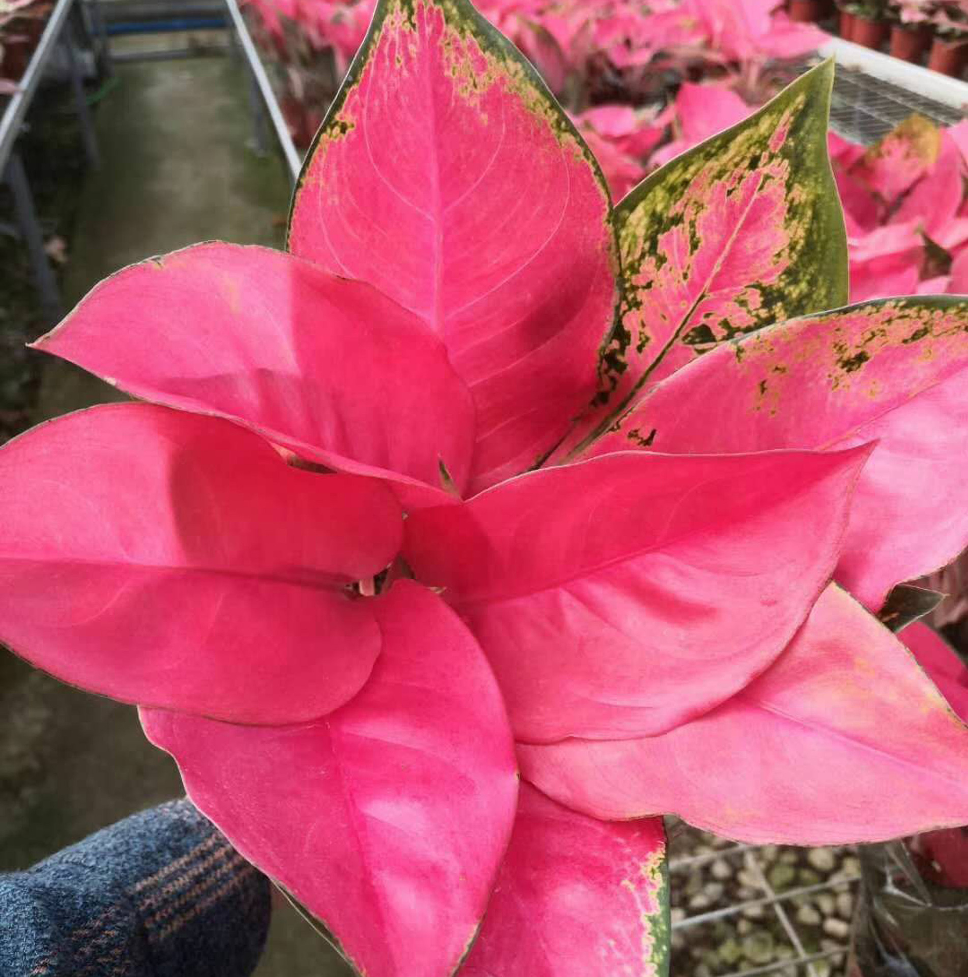 基地直供观叶植物绿化墙花卉小盆栽140中国红