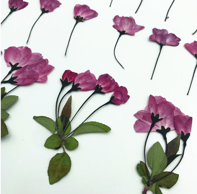 樱花枝 押花标本 樱花侧枝 花朵花枝樱花枝叶真花押花干花diy花材