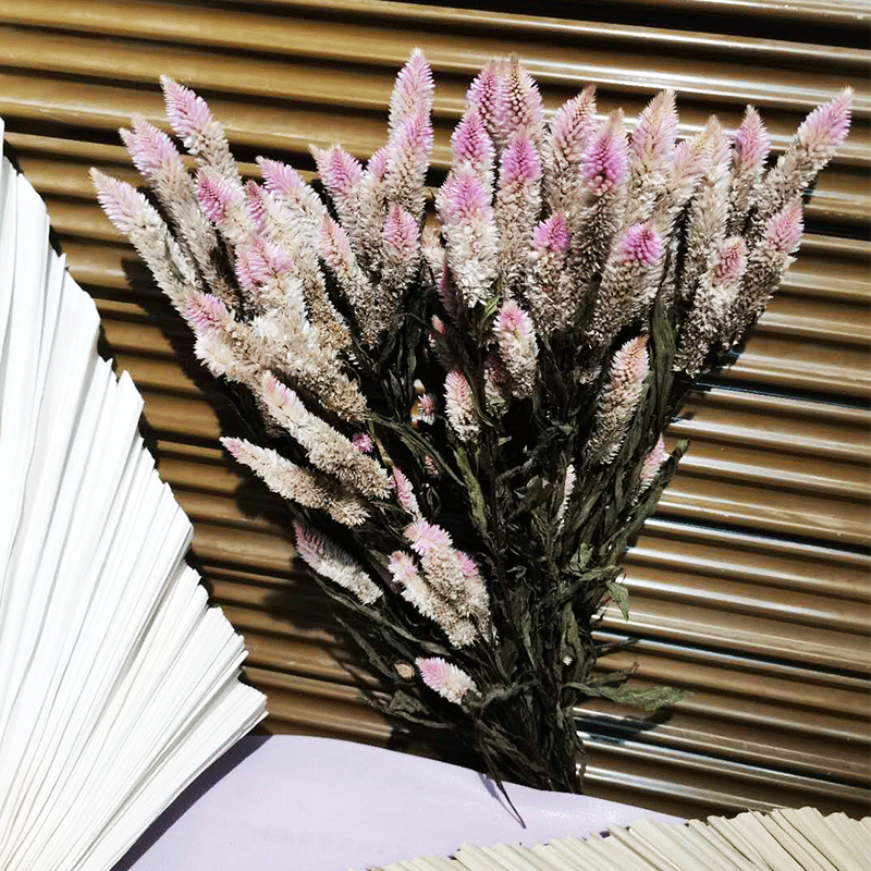 凤尾花干花多头凤尾花居家吊顶摆设装饰干花批发装饰配花配草干花