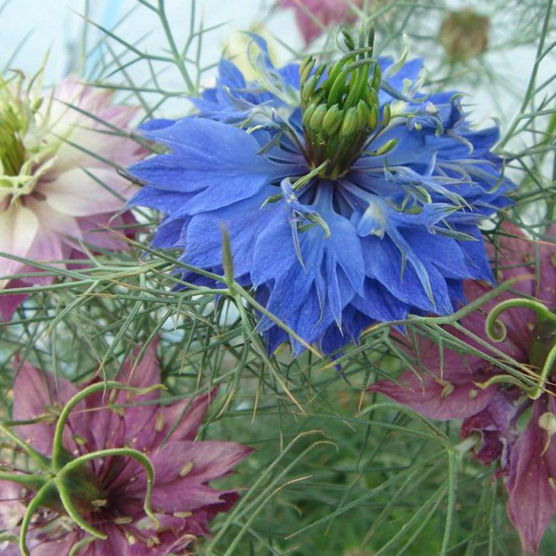 批发供应波斯宝石种子 园艺种子种苗 观花花海 出芽率高 价格优惠