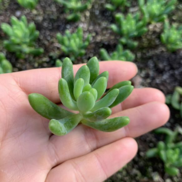 天羽多肉 砍头苗 柠檬手指 多肉种苗 批发多肉植物 大棚基地