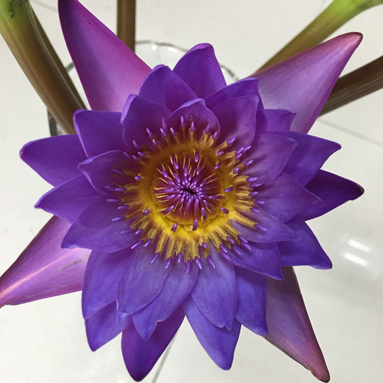 云南昆明睡莲鲜花批发供佛用花直批一扎10支紫色睡莲花店生活用花