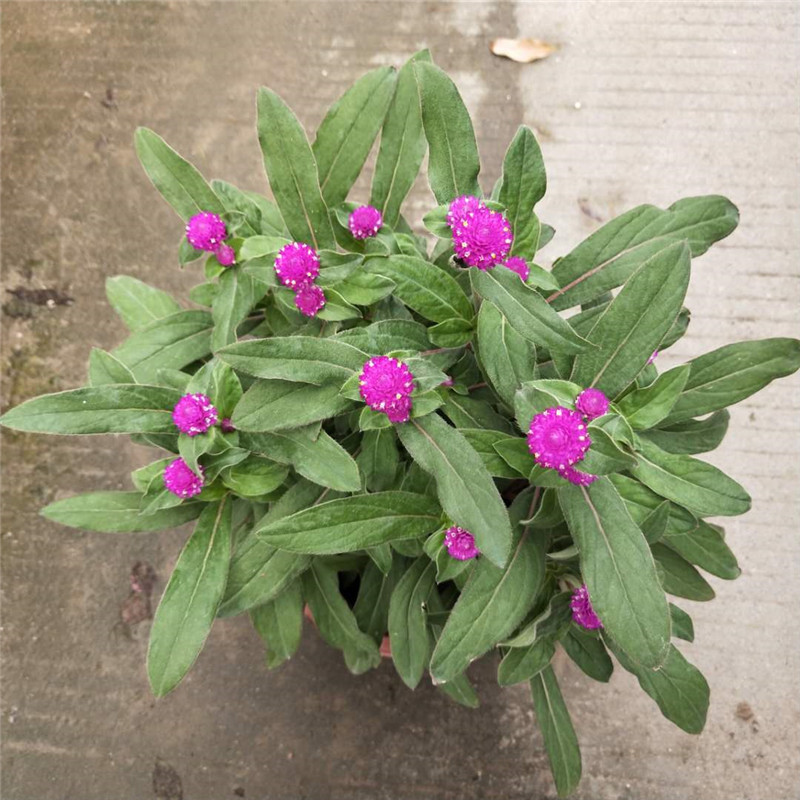 230#千日红盆栽千日紫百日红绿植室外阳台窗边庭院四季开花绿化