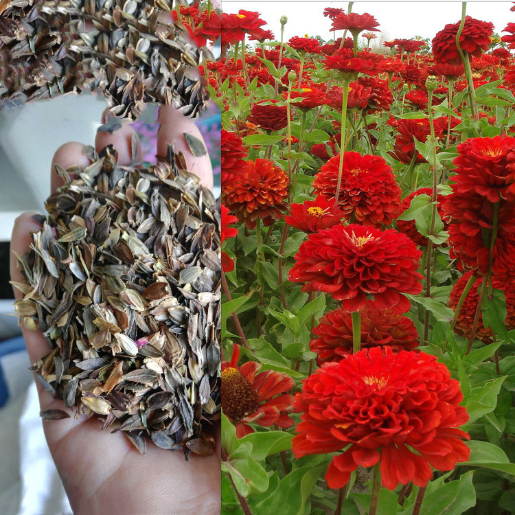 批发观赏菊花 草花种子 花卉种子种植技术