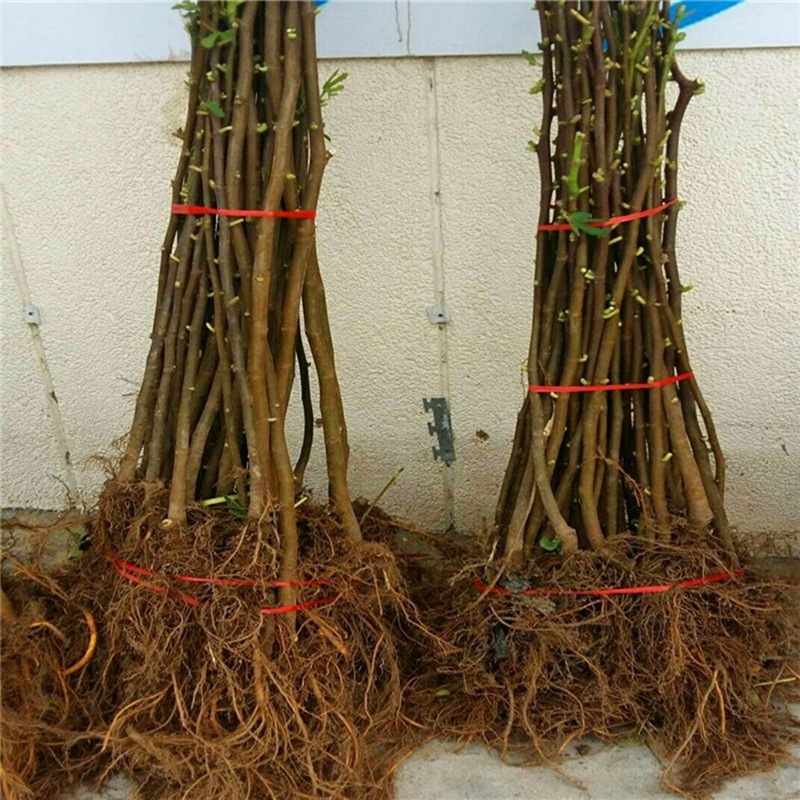 金傲芬无花果树苗 盆栽地栽无花果苗南方北方果树种植当年结果