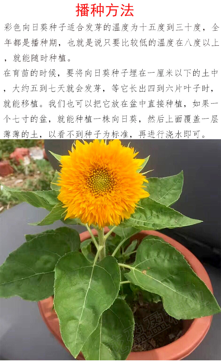 向日葵种子观赏食用花店切花种籽葵花籽油葵矮秆多头室内外盆栽孑