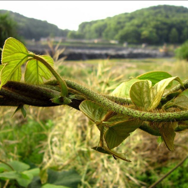 葛藤种子护坡种籽百花银背藤野葛根边坡绿化藤本植物沙土巩固爬藤