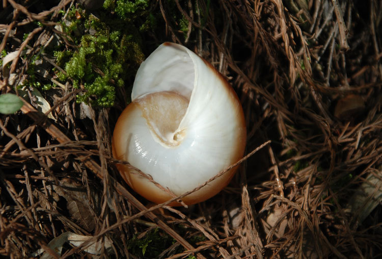 纯天然收藏贝壳工艺品 节日个性礼品 装饰用品 馒头海螺 大面包螺