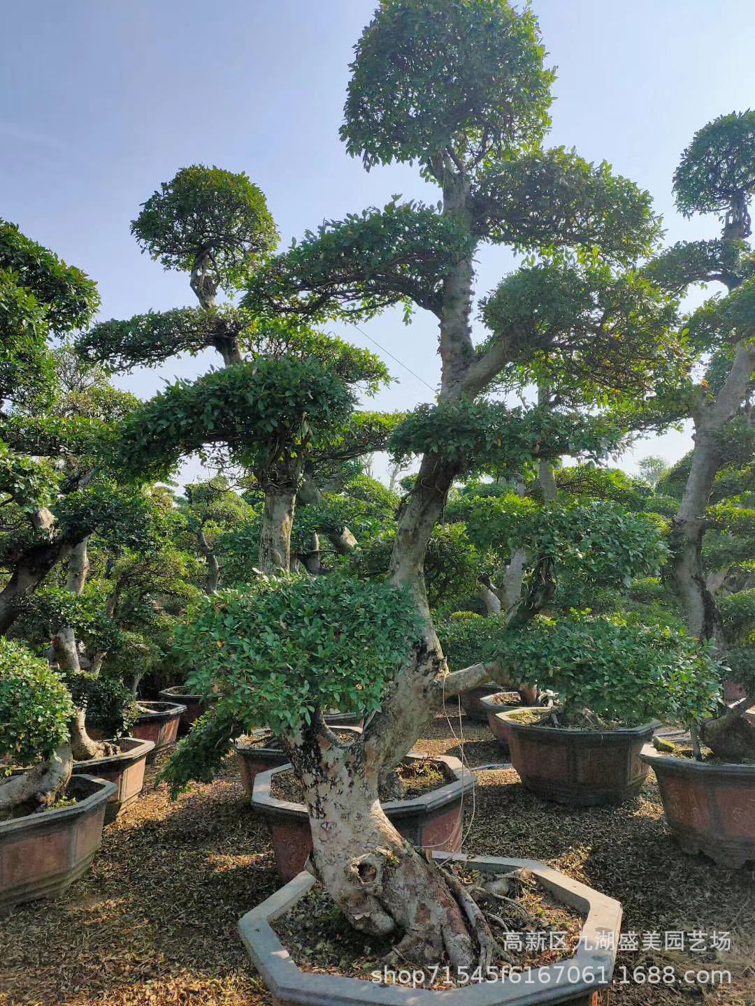 山东榆树古桩 榆树老桩 江苏精品榆树桩头榆树桩景 榆树树桩盆景