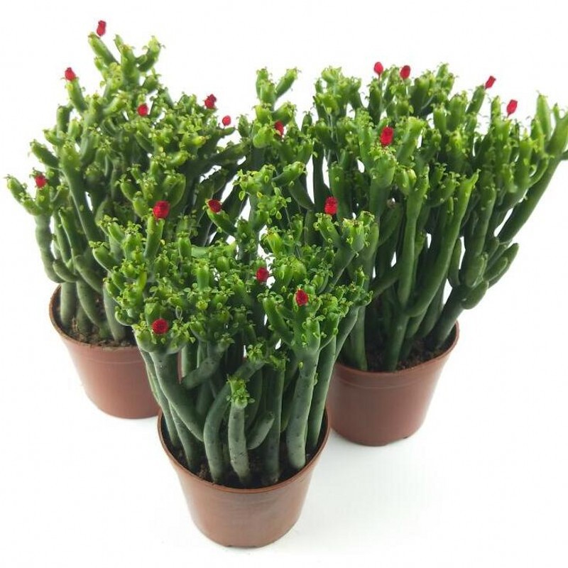 发财棍多肉植物珊瑚棒多肉光棍树发财树盆栽绿植盆栽花卉