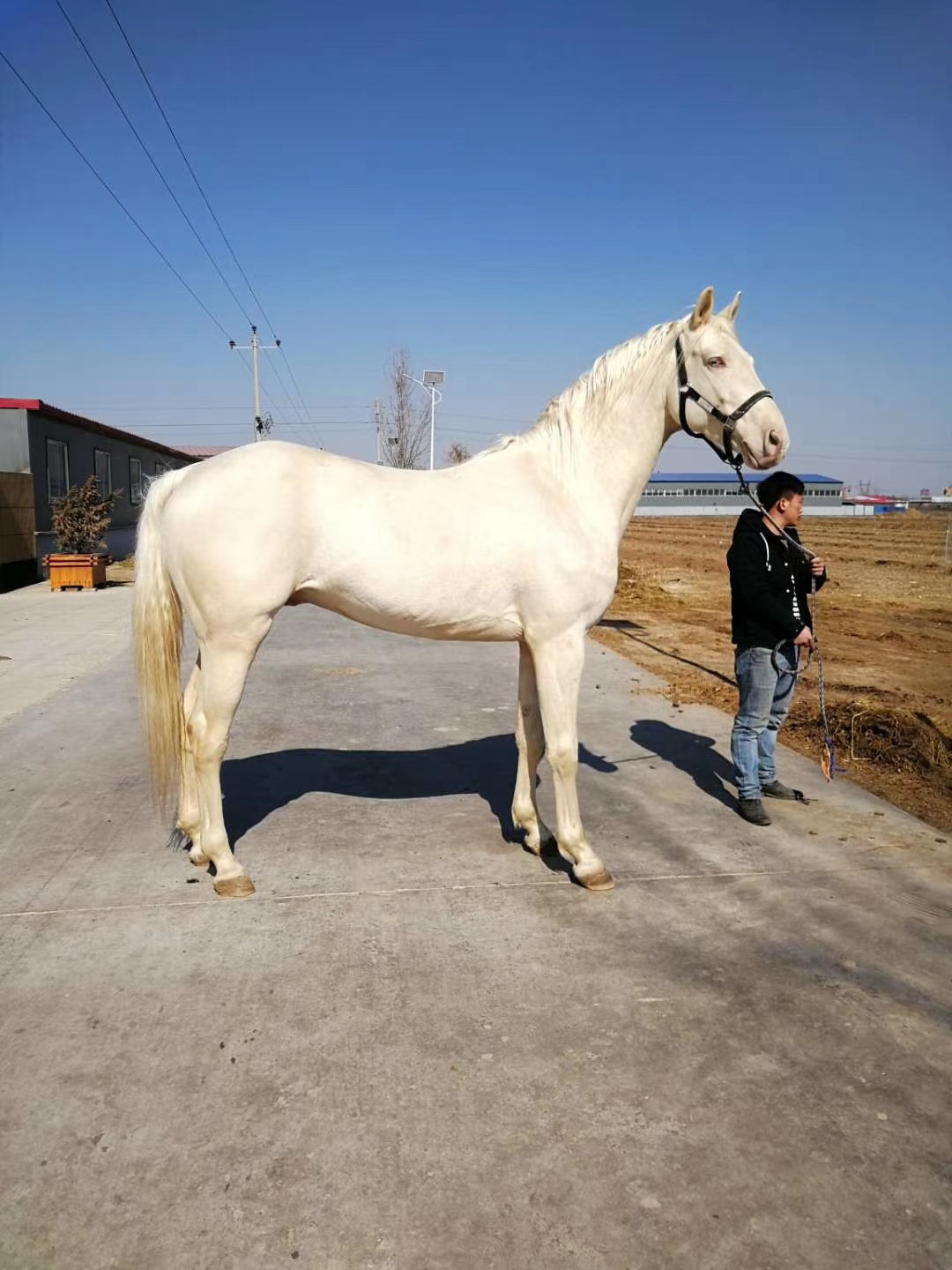 德阳半血马多少钱一匹 四川供应婚庆拍照白马 农庄养马基地