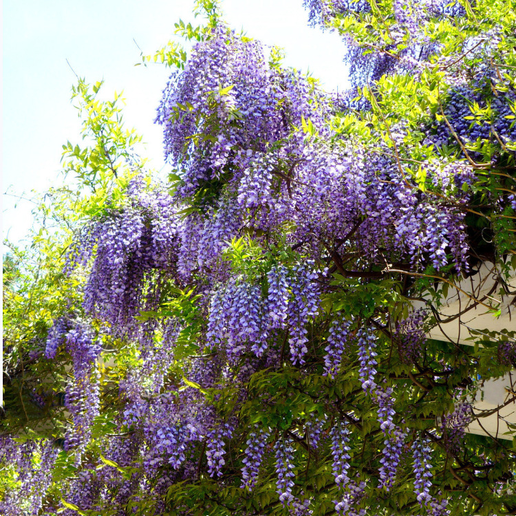 批发紫藤种子 紫藤 垂吊爬藤观花树 大藤本植物