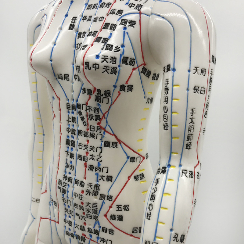 丰帆人体穴位模型 十二经络穴位人模男女针灸人中医教学小人批发