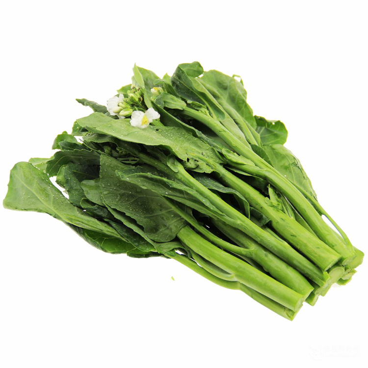 菜心种子菜心籽芥菜种子甜菜心种子 阳台菜园盆栽庭院绿色蔬菜种