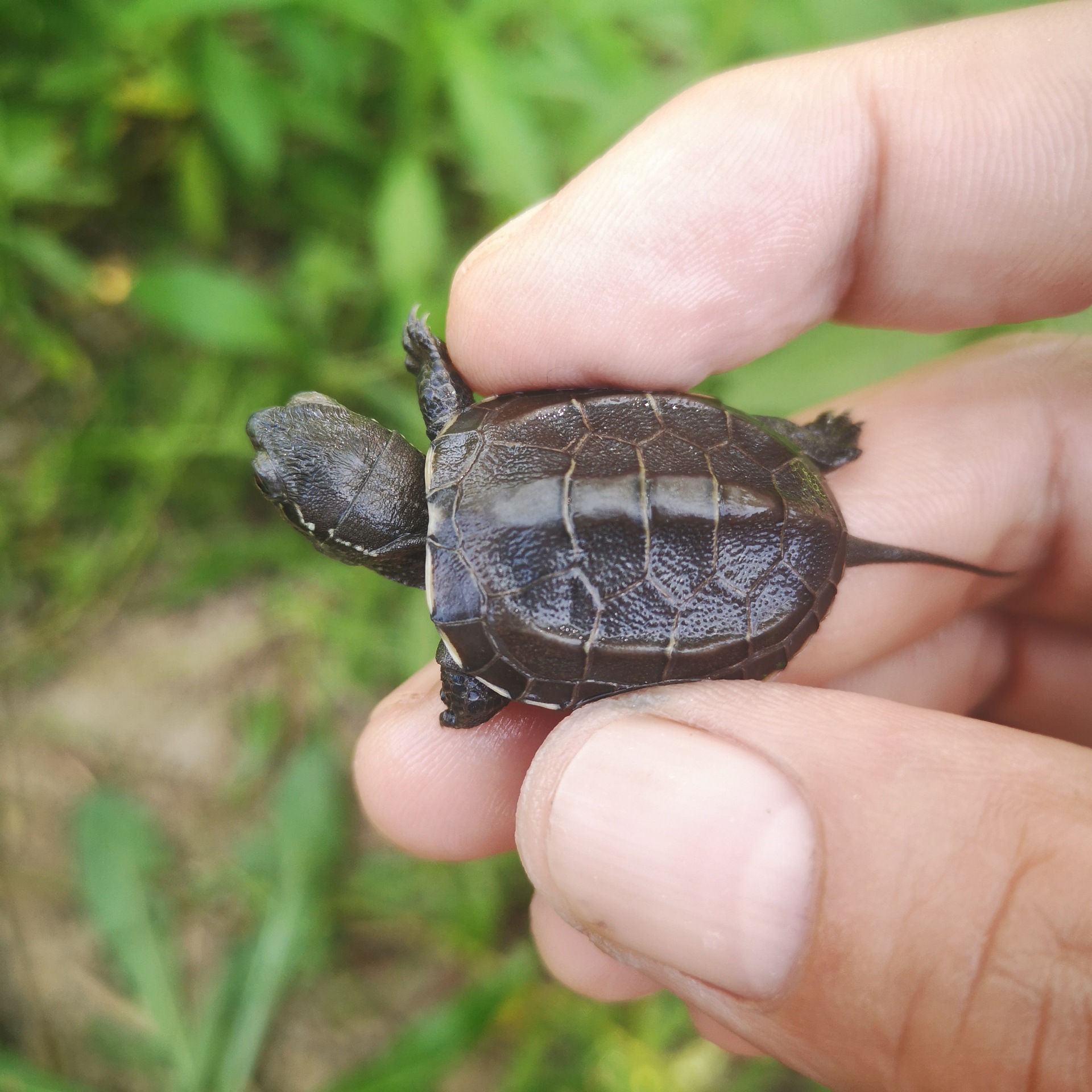 墨底龟苗活体 全黑小乌龟活物 黑腹外塘中华草龟苗宠物水龟长寿龟