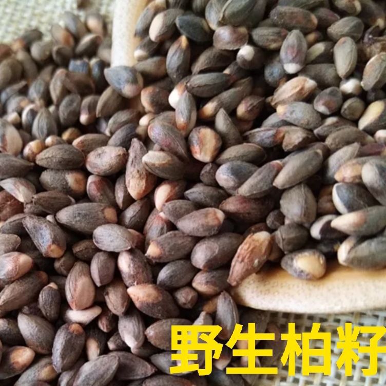 柏籽 柏子仁带皮 柏树种子柏壳内种子装枕芯枕头