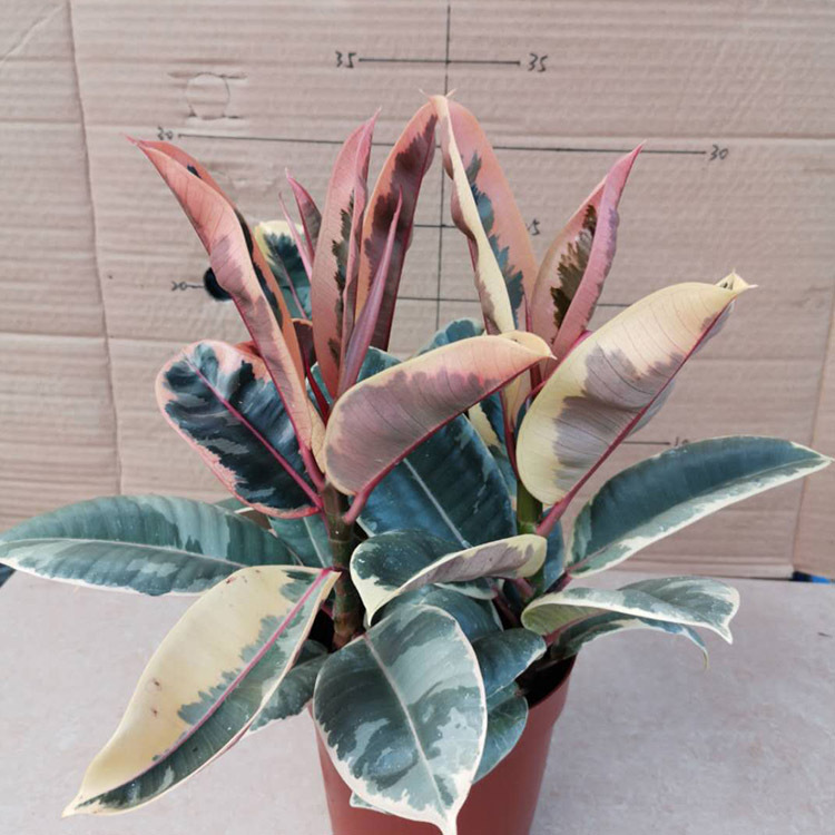 基地直批花金刚红光公橡皮树桌面净化空气绿植广州花卉盆栽