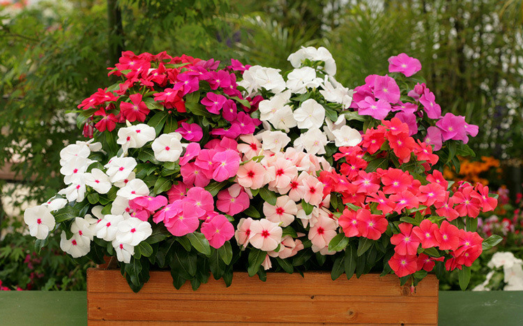 长春花 日日春进口花苗泛美 播种苗花卉苗阳台桌面花盆栽开花耐.