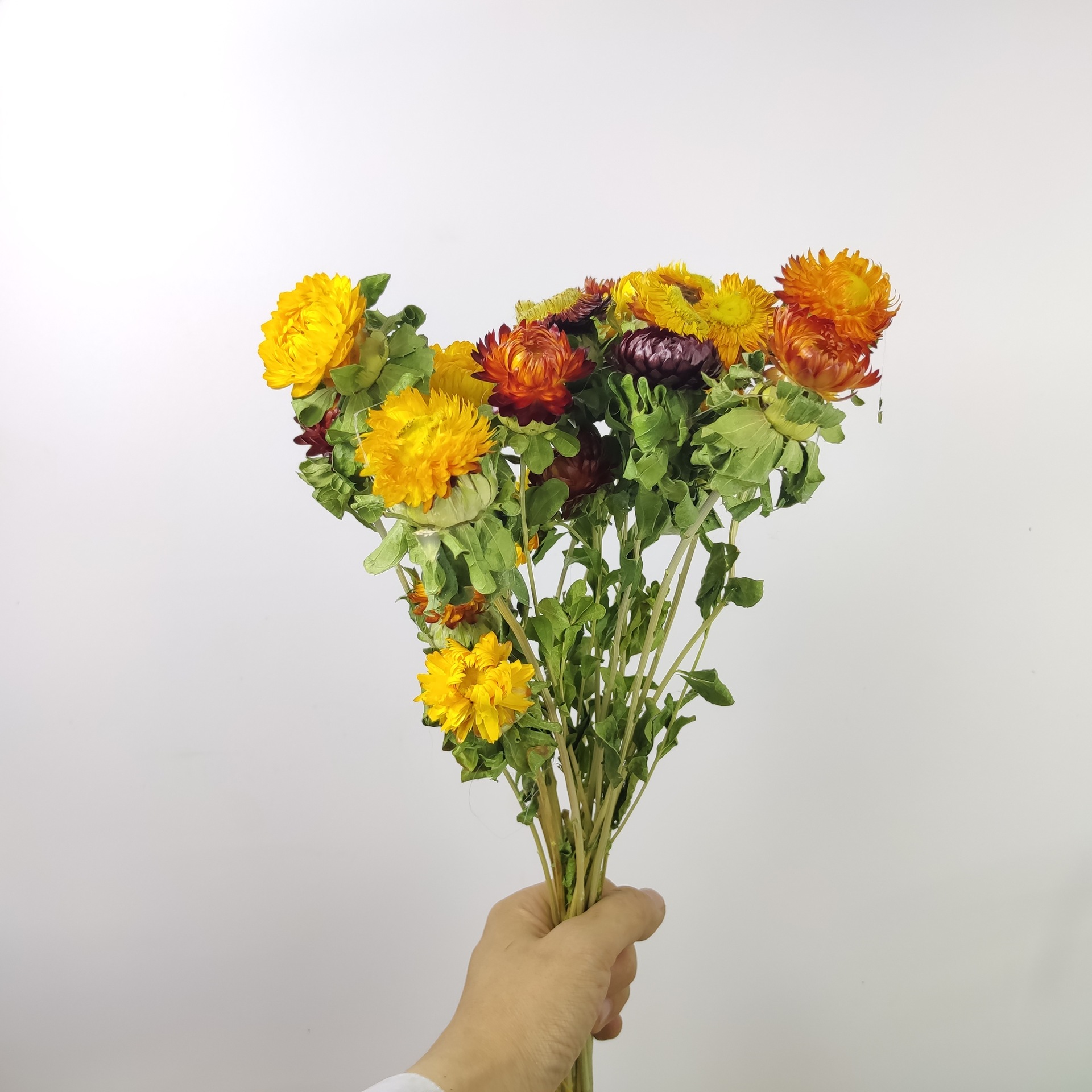 菊花 云南七彩菊 小雏菊 杆菊节日送礼装饰一束20个花头首单优惠