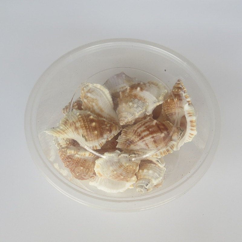 自然海螺贝壳短刺螺鱼缸水族箱造景装饰婚庆家居地台地中海橱窗