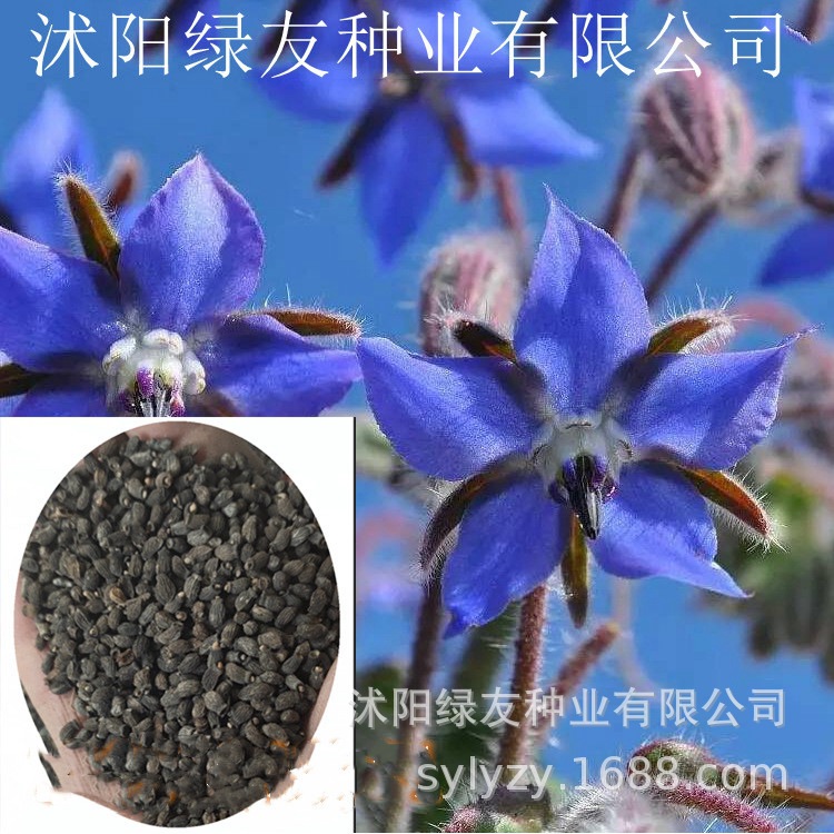 批发琉璃苣种子琉璃苣多用途草本