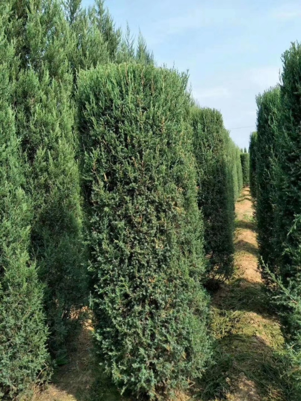 塔柏造型柱子葫芦娃云朵小区街道别墅庭院乡村栽植绿化