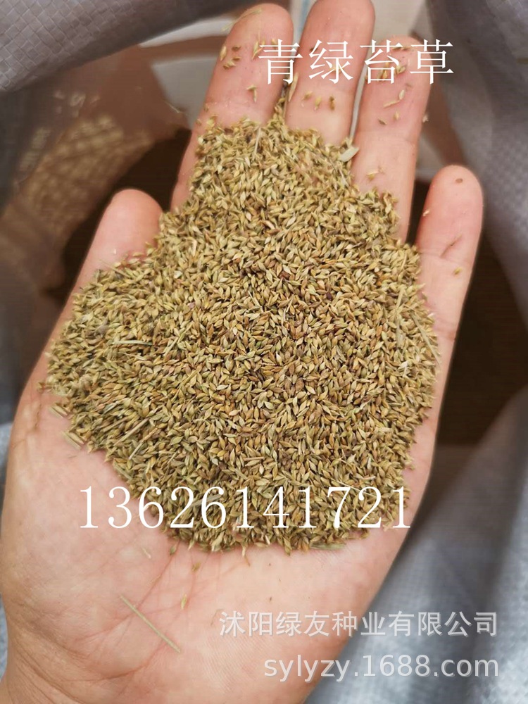 多年生草本植物四季常绿 观赏草 苔草种子欢迎订购