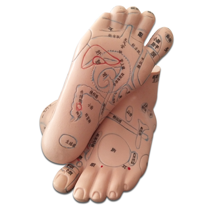 经络通13厘米按摩足足穴位模型脚模足底反射区模型 脚底按摩穴位