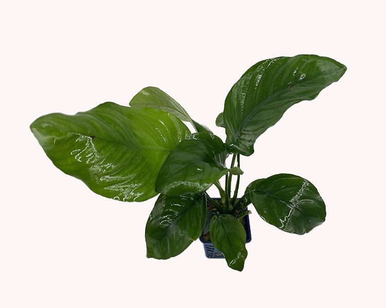 小巴榕 大叶榕 水榕 真水草 活体 观赏水草 鱼缸水族箱造景