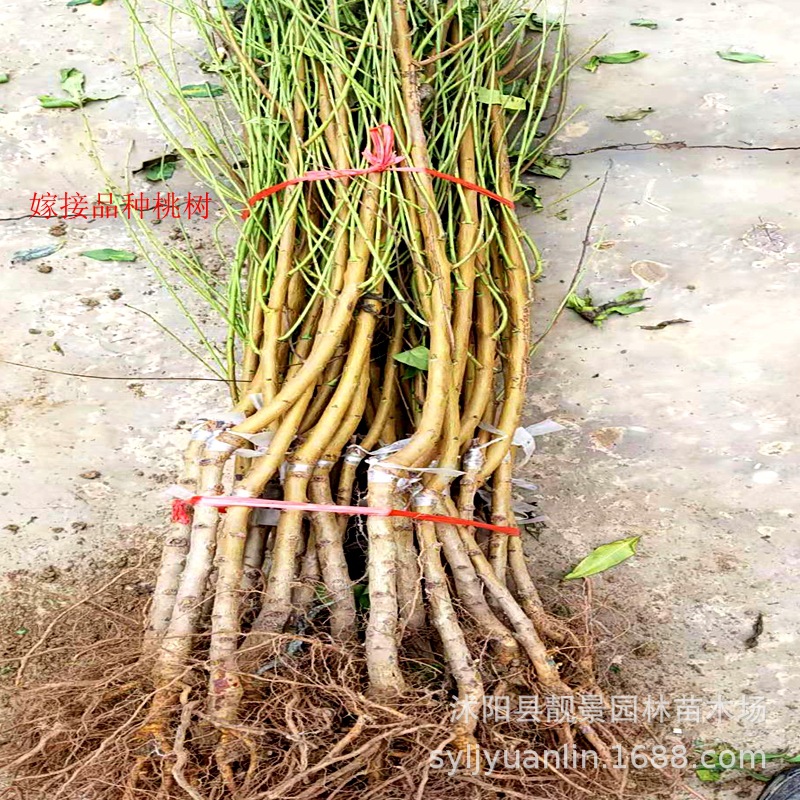 桃树新品种黑桃王桃树苗厂家 黑桃皇后苗嫁接当年结果南北方种植