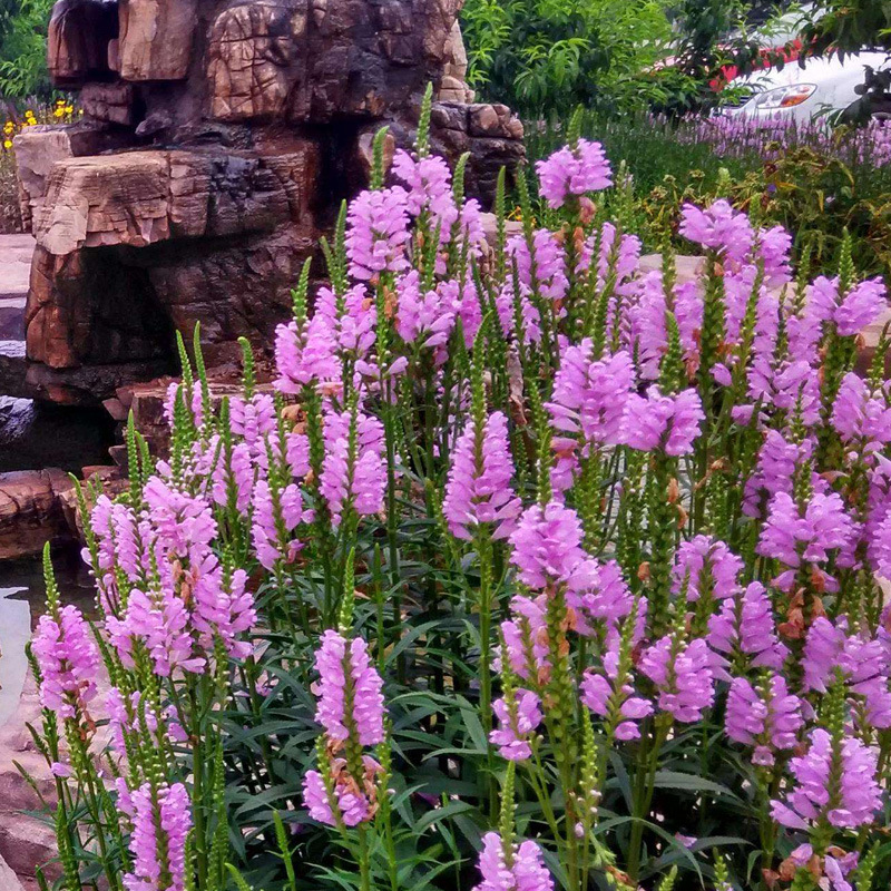 假龙头种子花种籽子囊萼花 棉铃花 伪龙头多年生匍匐芝麻花虎尾花