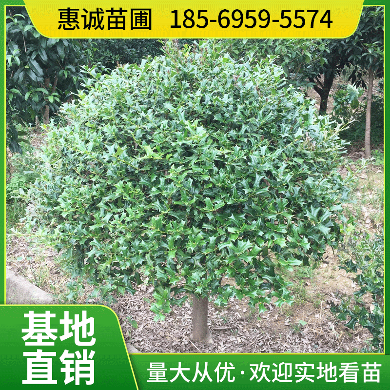 湖南有刺枸骨树 球造型冠幅饱满果实红润形美绿化工程造景观赏