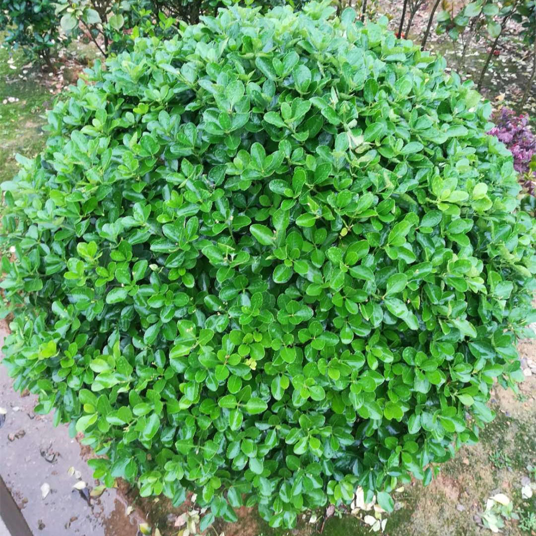 自产自销 球形饱满 四季常青 园林绿化植物 规格齐全 大叶黄杨球