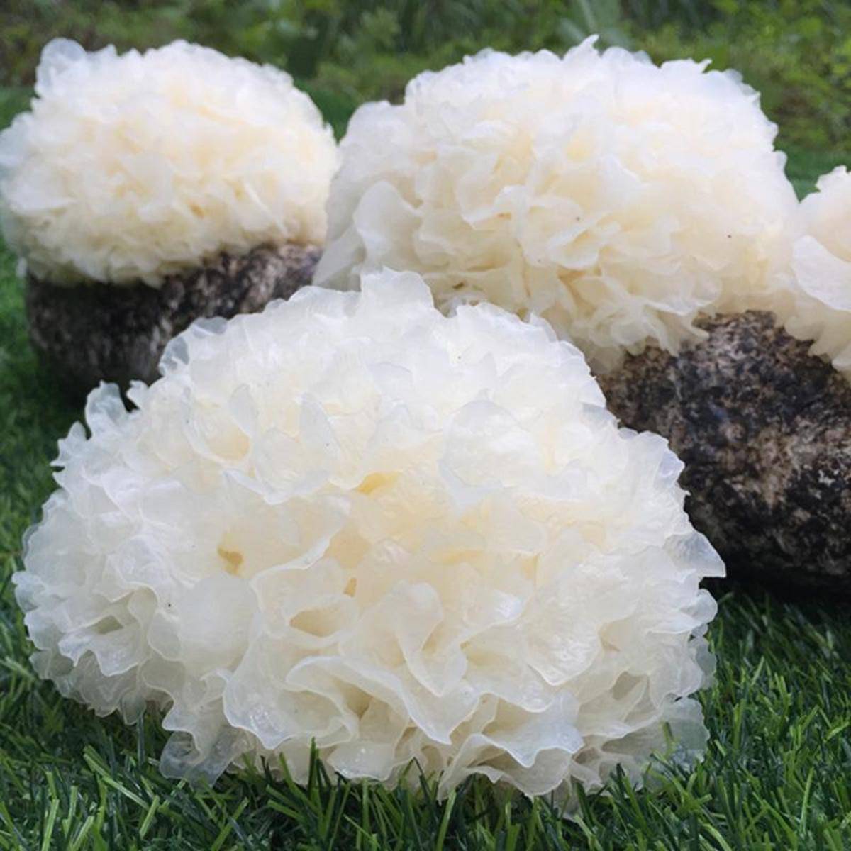 福建古田新鲜银耳 6朵 (送30g桃胶)