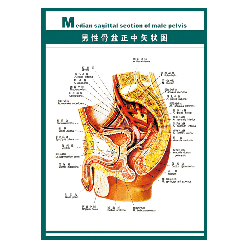 医院挂图人体器官系统结构图呼吸泌尿生殖概观示意图解剖图wsa12