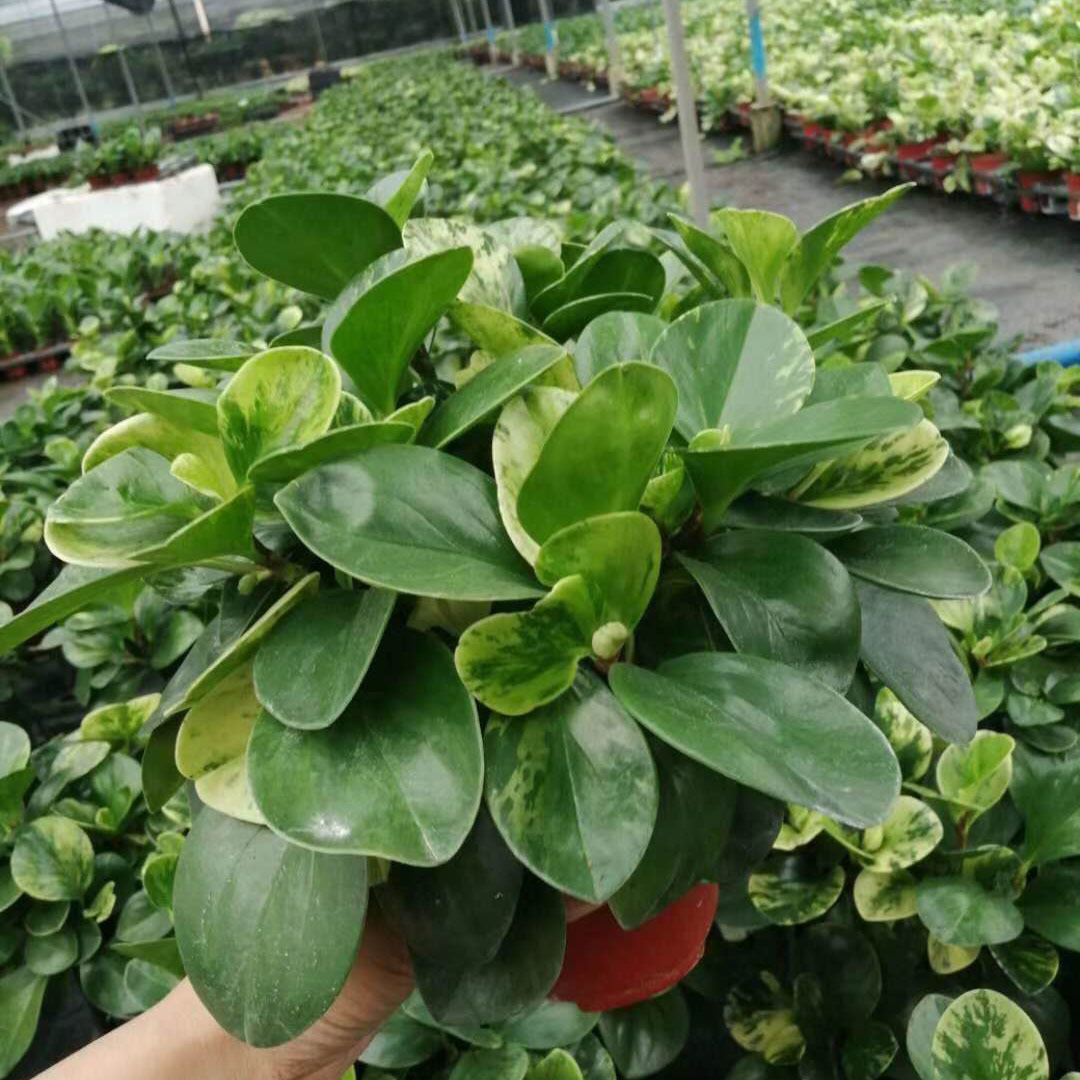 【基地直供】绿植花卉盆栽 居家花卉绿植盆栽 120#花叶碧玉
