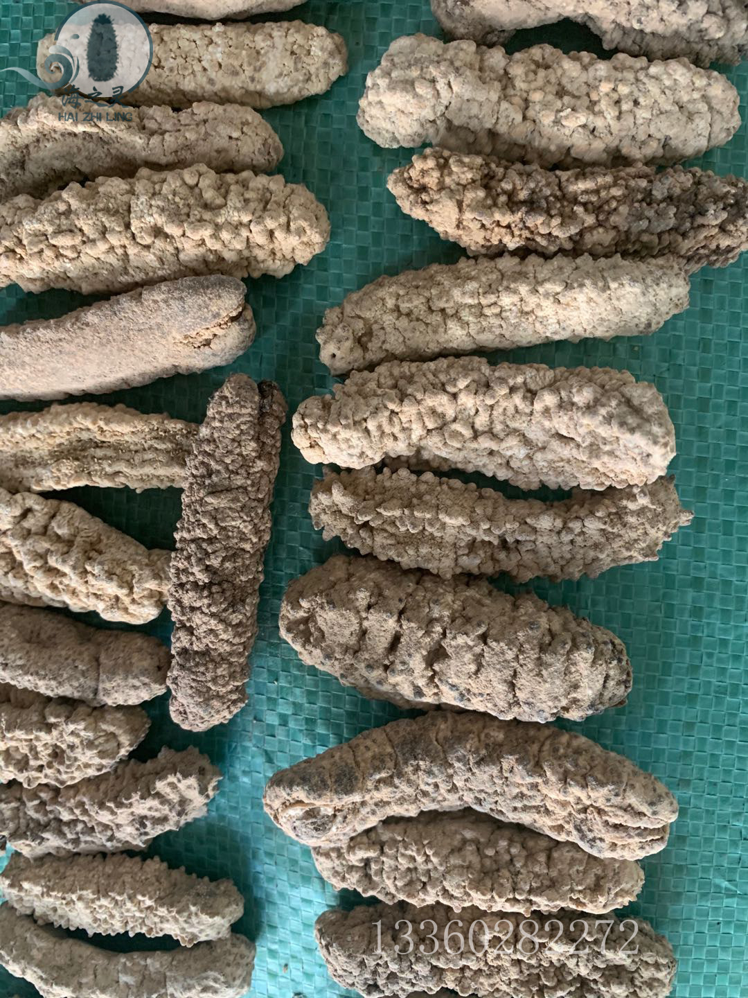 黄肉参110头黄玉参批发海洋黄玉参淡干薄皮白玉参发量高 酒店专供