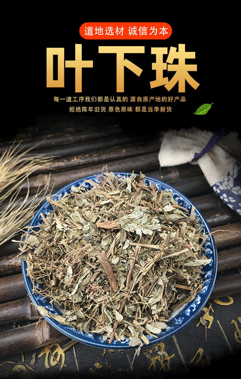 批发 叶下珠 珍珠草散装 叶后珠 十字珍珠草h
