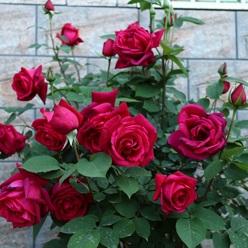 彩趣园农业科技【紫香云月季】大中小花苗 浓香紫红色灌木月季花