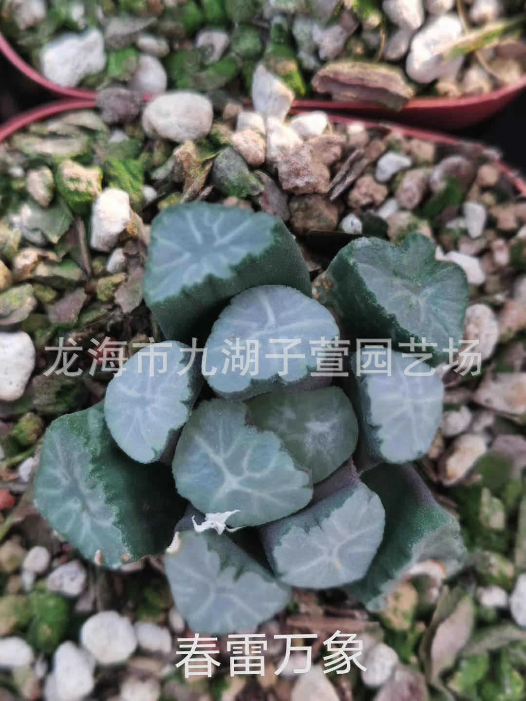 观赏性盆栽盆景绿色植物景观 十二卷属大紫万象趣味绿植栽培-阿里巴巴